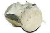 Fossil Whale Lumbar/Caudal Vertebra - Yorktown Formation #362076-2